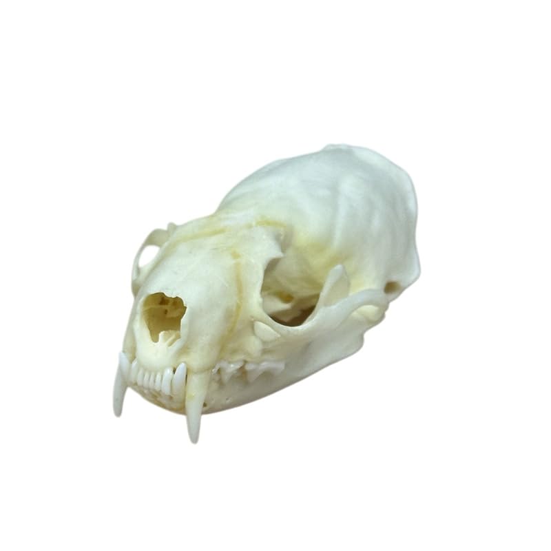 Taxidermy Real Animals Coypu Skulls, Real Bones Specimen, Taxidermy Supplies for Science Education, Special Gift (1Pcs Coypu Skull)