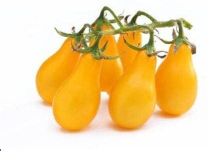Green World TOMATO S YELLOW PEAR/TAMATER SEEDS FOR KITCHEN GARDENING (10 seeds) (B09KM2TTBD) Amazon Price History, Amazon Price Tracker