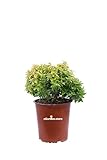 eGarden.store