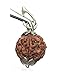 IS4A 5 Face Rudraksha Pendant/ 5 Mukhi Rudraksha Pendant |Certified|