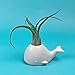 Fred Genuine Fancy Ceramic Mini Air Plant/Succulent Holder, Regular, Whale