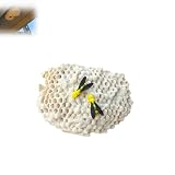 lsjvqhs Magnetic Wasp Nest Geocache