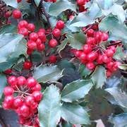 Blue Girl Holly, Year Round Interest, Evergreen Shrub with Red Berries, Ornamental Garden Plant (2 Gallon/Single)