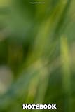  Notebook: Ladybird On The Grass In Fresh Summer Morning , Journal for Writing, College Ruled Size 6\