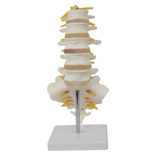 Modèle de colonne lombaire humaine à taille réelle en PVC pour affichage d'étude et enseignement