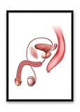 Generisch Din A4 Kunstdruck ohne Rahmen - Anatomie - Urogenitalsystem Mann - Geschlechtsorgane - Mensch Urologie Medizin Arzt Grafik - Druck Poster Bild