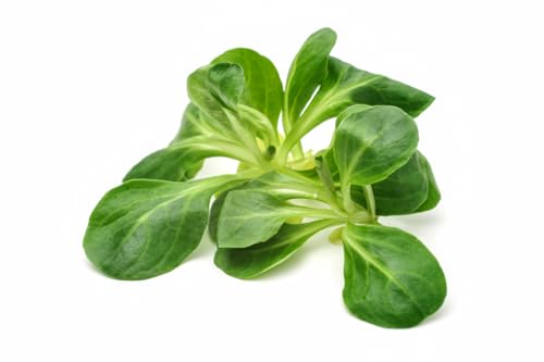 1000 Samen Feldsalat Verte de Cambrai Wintergemüse, Salatsamen für den Garten