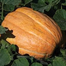 Atlantic Giant Pumpkin Seeds, Heirloom Variety, Grow the Biggest Pumpkin, 2 Seeds Included