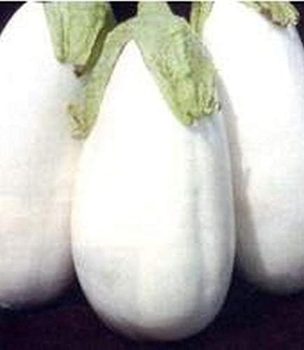 Miniatura 6 de White Star Eggplant Seeds (Híbrido) - Ideal para platos italianos y asiáticos Looker (10 - Semillas)