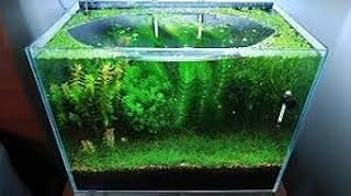 Parko Home Decoration Turtle Aquarium Tank Beautiful Fashion Clear Glass Mini Fish Tank Aqua Habitat (Aquarium Tank Only)...