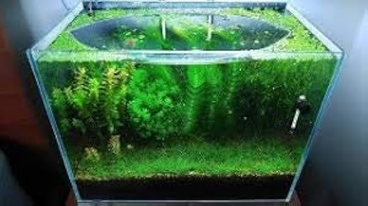 Parko Home Decoration Turtle Aquarium Tank Beautiful Fashion Clear Glass Mini Fish Tank Aqua Habitat (Aquarium Tank Only)...