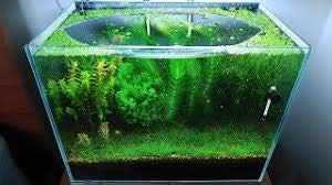 Parko Home Decoration Turtle Aquarium Tank Beautiful Fashion Clear Glass Mini Fish Tank Aqua Habitat (Aquarium Tank Only)... - Review, Price and Buying Guide