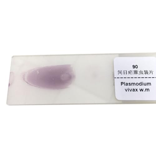 1 Piece Plasmodium Vivax Smear Parasitology Microscope Prepared Slides Manufacturer
