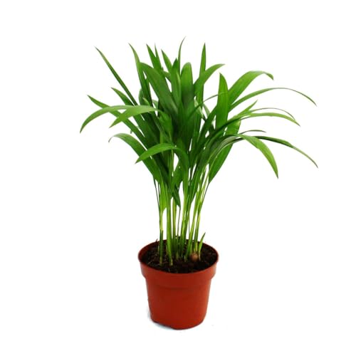 Exotenherz - Goldfruchtpalme - Areca - Dypsis lutescens - 1 Pflanze - pflegeleicht - luftreinigend - 12cm Topf