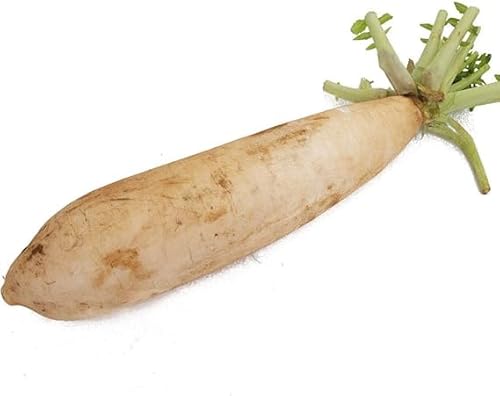 �x�W�^�u���n�[�g �O�Y�卪 6�{ 40�N�ȏ㖳�_��͔|�Ɏ��g�ޔ_�Ǝ����̎O�Y�卪