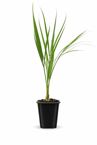 My Shelfie – Pygmy Date Palm Starter Plant (Phoenix roebelenii), 2.5-Inch Live Palm Tree for Indoor or Outdoor Growing, Tropical Houseplant for Home and Patio Décor (1)