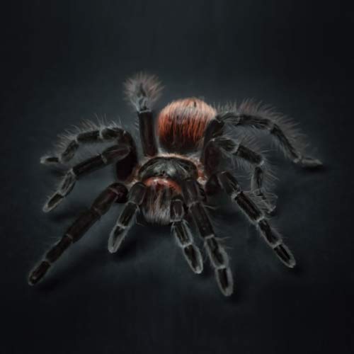 EDDArt – TARANTEL: Ein Notizbuch für mehr bewusstes Sein, Freude, Glück, Erfolg und Kreativität im Leben (Bullet Journals – EDDArt)