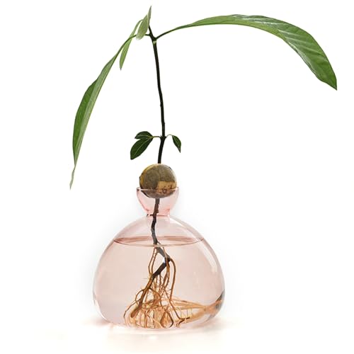 d'avocat - Vase d'élevage - Avocatier - Pot de Culture en Verre Transparent - Cadeau pour l'intérieur et l'extérieur