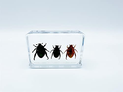 Image of Various Cute Resin Insects, Insect Specimens，Resin Preservation, Resin Amber for Children's Science Education, Collection (Three Little Beetles)