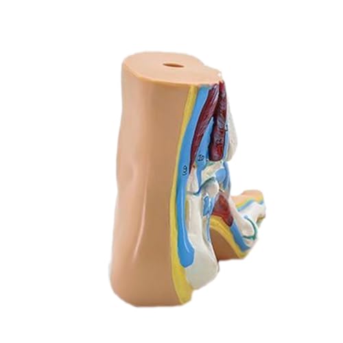 MEELYHOME Foot Anatomical Model, Including Bones, Muscles, Ligaments, Human Foot Anatomy Model Teaching with Digital Signs, 23x9x12cm