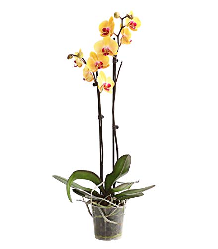 Dehner Schmetterlingsorchidee, zweitriebig, gelbe Blüten