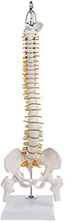 1PC 45cm Column of The Vertebral Human Vertebral Column Lumbar Curve of Anatomical Lumbar Column Medical Education Modeluseful SaiFei