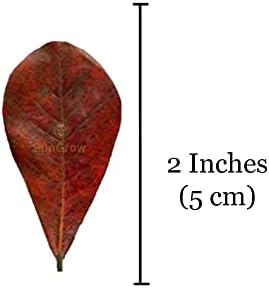 SunGrow 50 Pack Mini Catappa Indian Almond Leaves for Fish Aquarium Tank, Leaf Creates Tropical Environment for Betta, Gouramis, Shrimp, Aquarium Water Conditioner, Ketapang Leaves Boosts Immunity