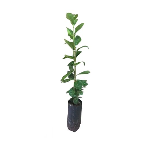 Genérico, Muda de Araçá Roxa 20 a 40cm AMK - Plantas Online