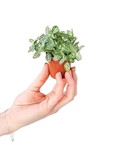 PLNTS Baby Fittonia Verschaffeltii Zimmerpflanze 10cm