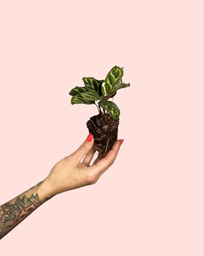 Calathea Makoyana Mini | Plantas Naturales Interior | Pur Plant