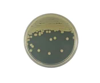 専用ページ Amazon | ベクトン・ディッキンソン BD BBL TM ブレインハート