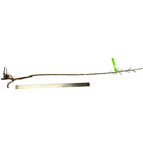 Van Zyverden Plum Tree - Methley - 1 Root Stock #TOP2