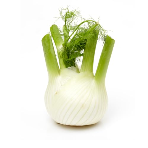 Frische Kontor | Fenchel | Zart, aromatisch und vielseitig verwendbar | Knollenfenchel...