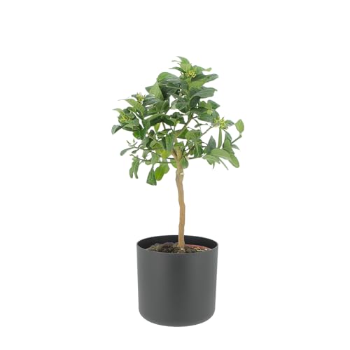 KENTIS - Mano de Buda Cítrica - Árboles Frutales de Exterior - Plantas Cítricas Naturales para Balcón y Terraza - H 70-80 cm Maceta Ø 20 cm