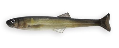 C}Jc(Imakatsu) nhXC}[ 4C` (GRΉi) (#S-484 3DRA (3DAY))