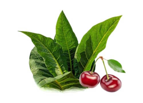 Tobacco Black Cherry Blend Premium Fragrance Oil, 16 Oz. Bottle