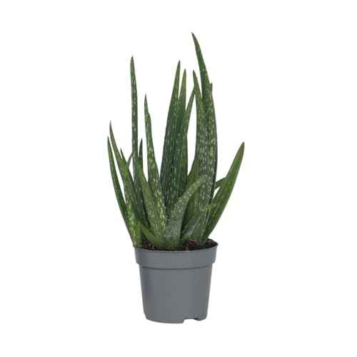 Plant in a Box - Aloe vera - Aloe barbadensis - Altura 25-40cm - Pot 10,5cm - Planta de interior - Verde