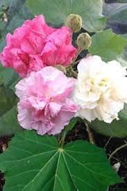 Mphmi Live Plants Nursery Garden Hibiscus Mutabilis - Plant (Plant Height 4 inches, Pack of 1 Hibiscus Mutabilis Plant) (B0BTYYSJ2K) Amazon Price History, Amazon Price Tracker