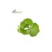 Soria Natural - EXTRACTO DE GINKGO BILOBA S. XXI - 50 ml...