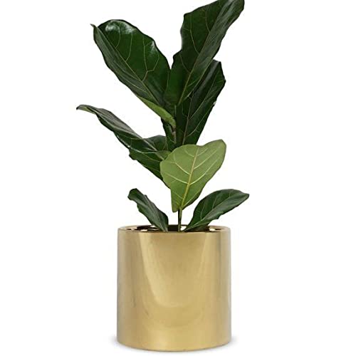 See full amazon price history chart for SIRAAJ&SONS™ Flower Pots for Home Decoration,Eco Friendly Plastic Pots for Indoor & Balcony Gardening, Pots with Optional Drainage Hole Indoor Outdoor (Golden) Size 7 inch SIRAAJ&SONS™ Flower Pots for Home Decoration,Eco Friendly Plastic Pots for Indoor & Balcony Gardening, Pots with Optional Drainage Hole Indoor Outdoor (Golden) Size 7 inch (B09PFZ71B6) Amazon Price History, Amazon Price Tracker