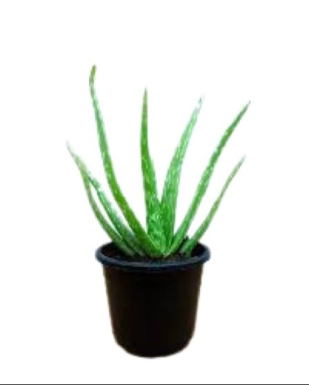 Hari Giver Garder® Aloe Vera Live Plant Barbadensis Miller aloevera herbal Healthy plant with Mini Pot (B0D236MVVP) Amazon Price History, Amazon Price Tracker