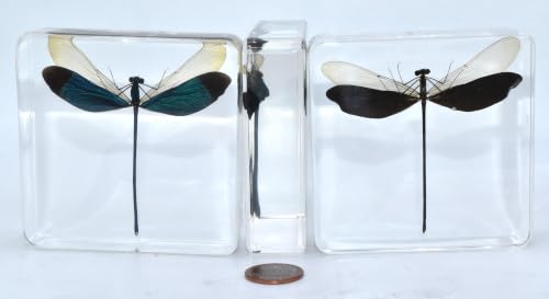 Image of 2.9 inch Real Blue Green Metalwing Damselfly in Crystal Clear Lucite Resin Paperweight Specimen Preserved Neurobasis Kaupi Insect Taxidermy Collection for Biology Science Education & Desk Ornament Display
