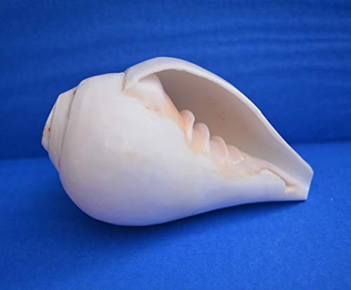 4"Inch Genuine Blowing Shankh (Vamavarti Bajne Wala) - Conch Shell - Loud & Big Vamavarti Blowing Dattatreya Shankh (White) ~ Shankha Conch Shell - Puja Ritual Shankhnaad Religious Sound #TOP7