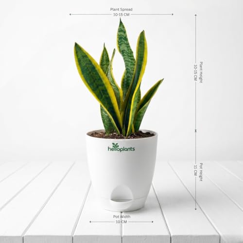 Image of Peace Lily, Areca Palm & Snake Plant Live Indoor 3-Plant Combo in 4-Inch Self-Watering Matte White Pots | Easy-Care, Air-Purifying Houseplants for Home, Office & Bedroom Decor