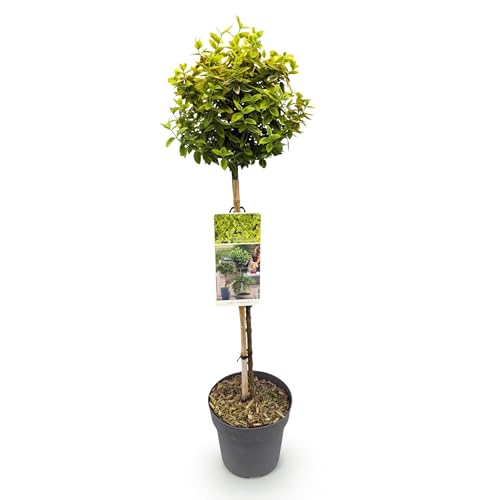 GreenboutiQ - Plante de jardin - Euonymus fortunei Emerald n Gold - Plante sur tige - Plante de terrasse - Persistant - Peu d'entretien - Pot 19cm Hauteur 90cm