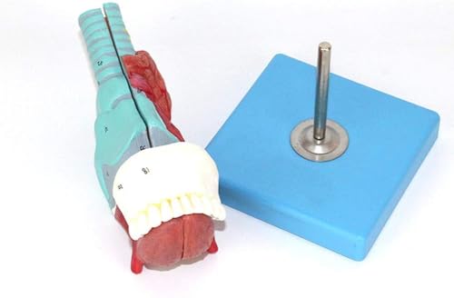 Modèle de dents linguales et larynx trachéal pour recherche médicale