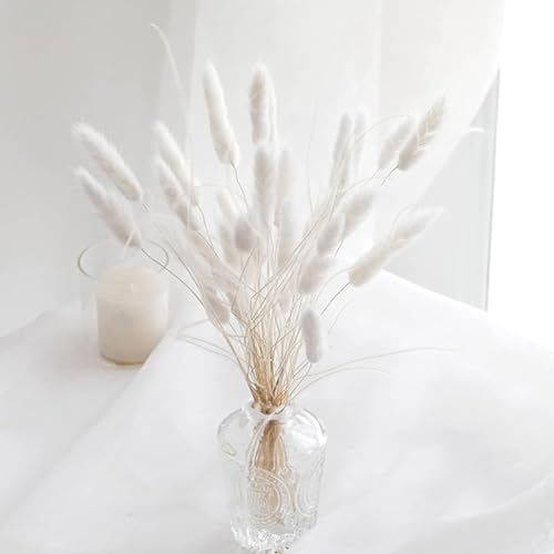 Hierba Bunny Tail seca natural 110-120 tallos blanca miniatura 3