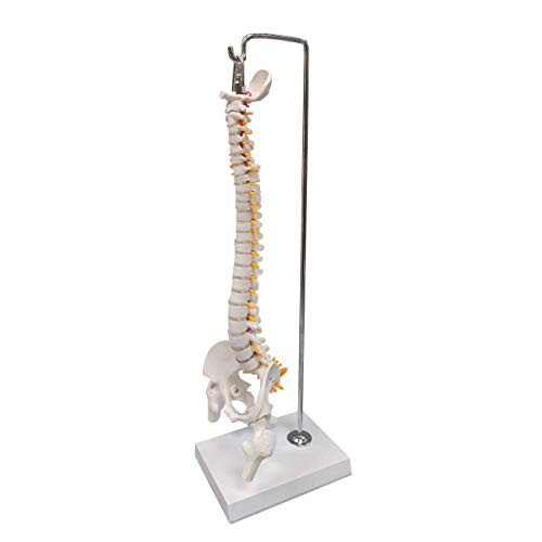 Image of 15.5 inch Mini Human Spine Model, Bendable Spinal Cord with Herniated Disk, Nerves, Arteries, Pelvis, and Femur Stumps, for Medical Students and Chiropractors, Includes Stand