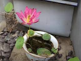 Japanese lotus seeds for water (Pack of 14 Seeds) All Mix Colors… Growing Lotus Brings Positive Vibrations-image-12