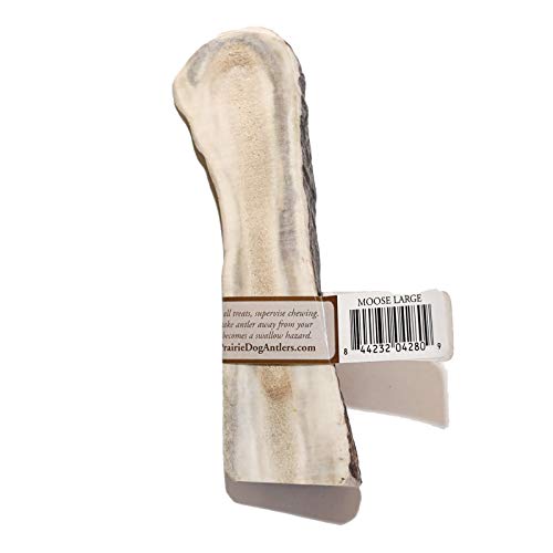 Prairie Dog Antlers | North American Split Moose Antler | Medium | Naturally Shed | Hand Harvested | Nutrient Rich | 6-7.5 Inches Long #TOP1